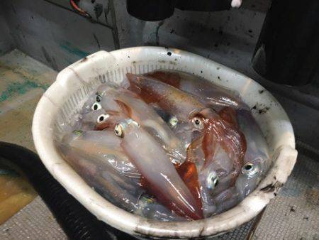 ＴＡＲＯＭＡＲＵ 釣果