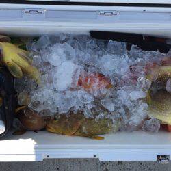 第二龍勢丸 釣果