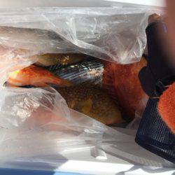 第二龍勢丸 釣果