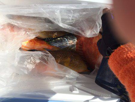 第二龍勢丸 釣果