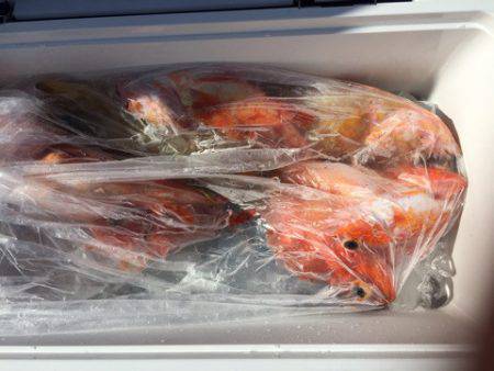 第二龍勢丸 釣果