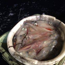 ＴＡＲＯＭＡＲＵ 釣果