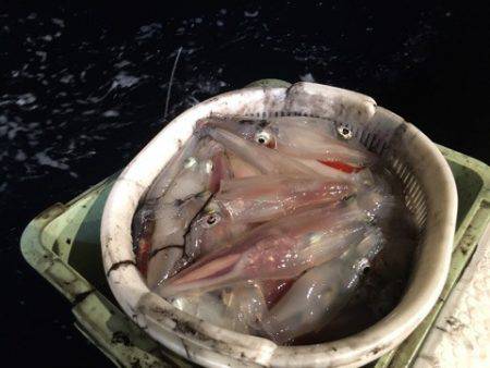 ＴＡＲＯＭＡＲＵ 釣果