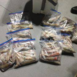 ＴＡＲＯＭＡＲＵ 釣果