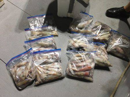 ＴＡＲＯＭＡＲＵ 釣果