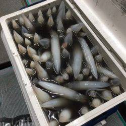 ＴＡＲＯＭＡＲＵ 釣果