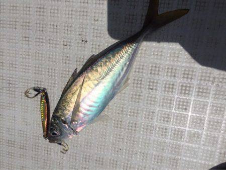 「LaGooN」蒼陽丸 日和号 釣果