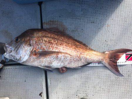 釣鯛洋 釣果