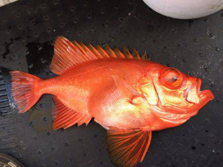 第二龍勢丸 釣果