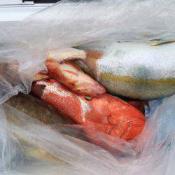 第二龍勢丸 釣果