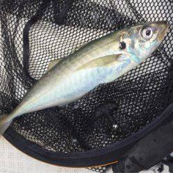 「LaGooN」蒼陽丸 日和号 釣果