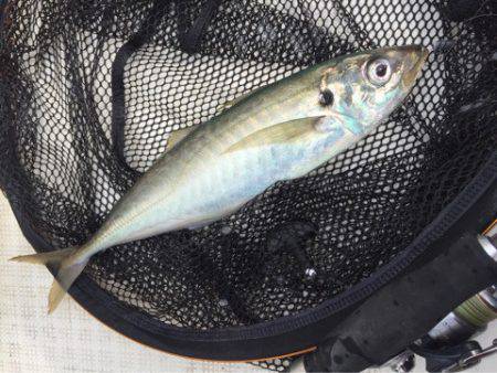 「LaGooN」蒼陽丸 日和号 釣果