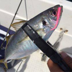 「LaGooN」蒼陽丸 日和号 釣果