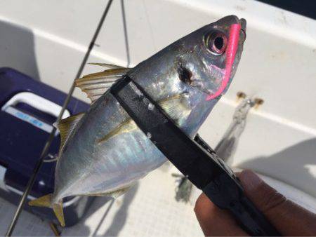 「LaGooN」蒼陽丸 日和号 釣果