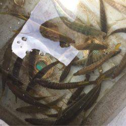 「LaGooN」蒼陽丸 日和号 釣果