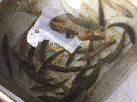 「LaGooN」蒼陽丸 日和号 釣果