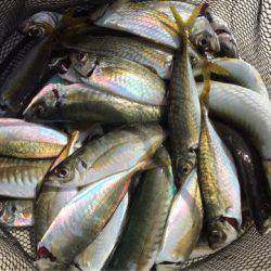 「LaGooN」蒼陽丸 日和号 釣果