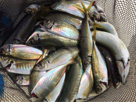 「LaGooN」蒼陽丸 日和号 釣果