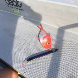 ＴＡＲＯＭＡＲＵ 釣果