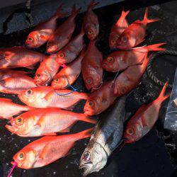 ＴＡＲＯＭＡＲＵ 釣果