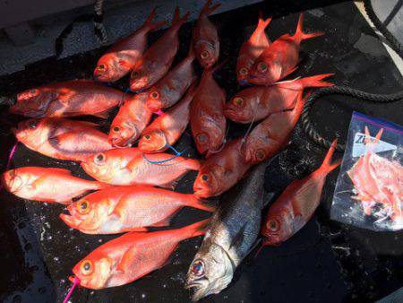 ＴＡＲＯＭＡＲＵ 釣果