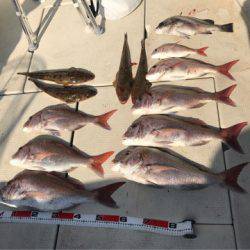 遊漁船メテオ 釣果