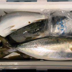 第二八坂丸 釣果