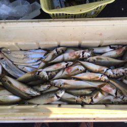 エムズジャーク（M’s JERK） 釣果