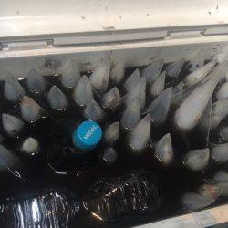 ＴＡＲＯＭＡＲＵ 釣果