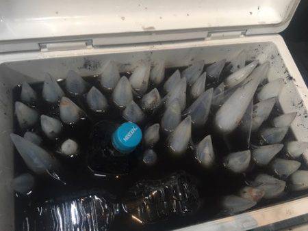 ＴＡＲＯＭＡＲＵ 釣果