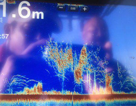 Chase(チェイス) 釣果