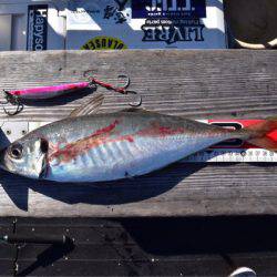 渡船屋たにぐち 釣果