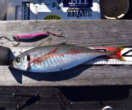 渡船屋たにぐち 釣果