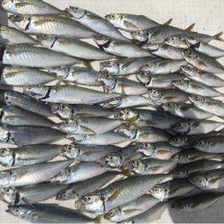 「LaGooN」蒼陽丸 日和号 釣果