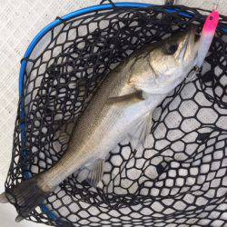 「LaGooN」蒼陽丸 日和号 釣果