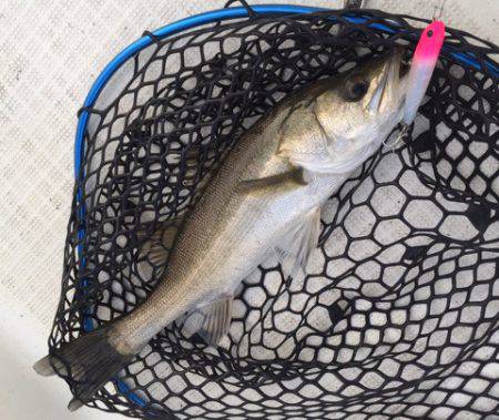 「LaGooN」蒼陽丸 日和号　 釣果