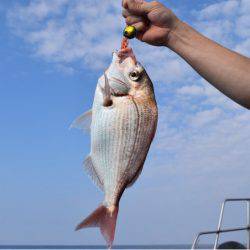 渡船屋たにぐち 釣果