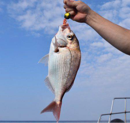 渡船屋たにぐち 釣果
