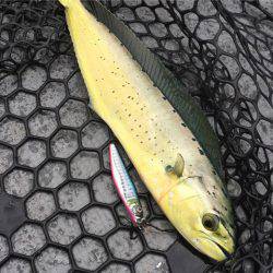 第二 海洋丸 釣果