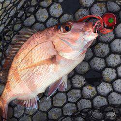 第二 海洋丸 釣果