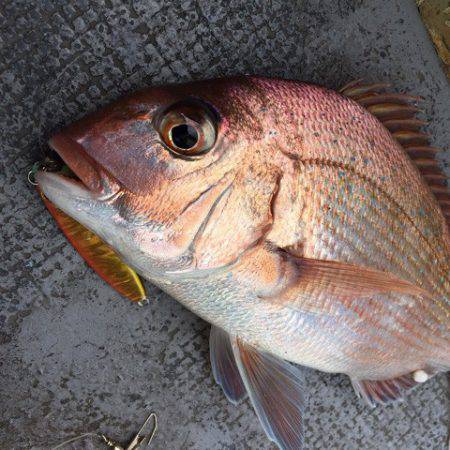 第二 海洋丸 釣果