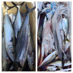 ビッグファイター 釣果