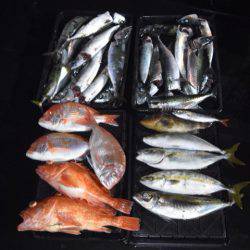 渡船屋たにぐち 釣果