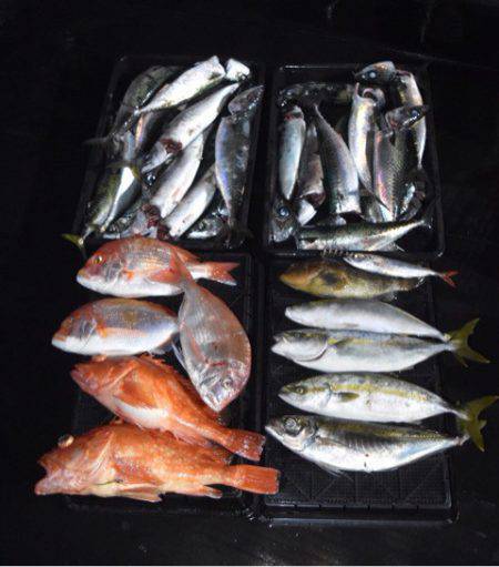 渡船屋たにぐち 釣果