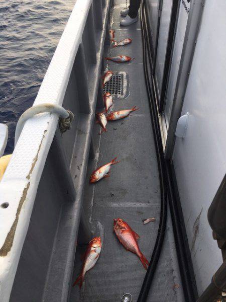 ＴＡＲＯＭＡＲＵ 釣果