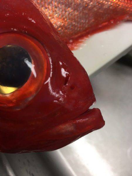 ＴＡＲＯＭＡＲＵ 釣果