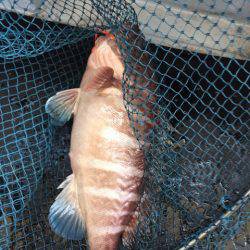 第二龍勢丸 釣果