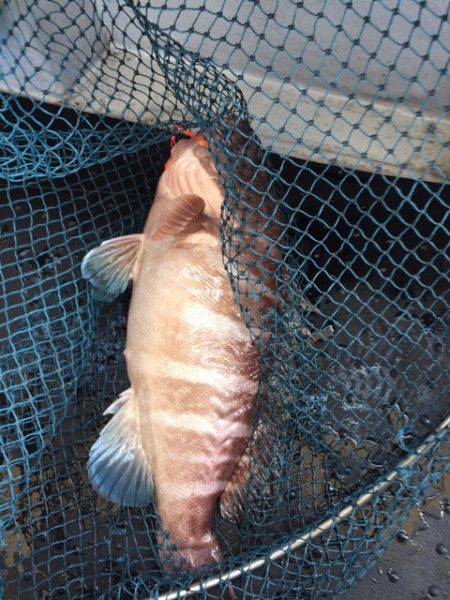 第二龍勢丸 釣果