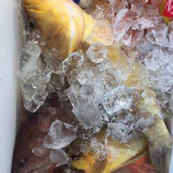 第二龍勢丸 釣果