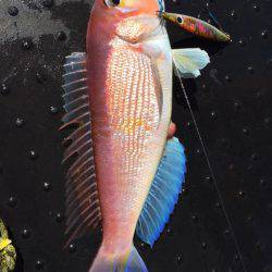 第二龍勢丸 釣果